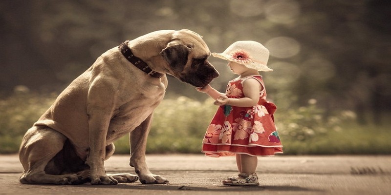 Mơ Thấy Chó Có Điềm Báo Ra Sao? Đánh Con Số Gì Lãi Lớn? 5 Mơ Thấy Chó: Giải Mã Các Điềm Báo Cùng Các Con Số Tài Lộc